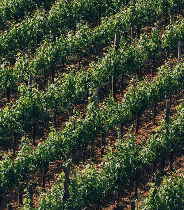 Vignes du Château Canon