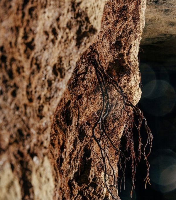 Gros plan sur une partie de terre