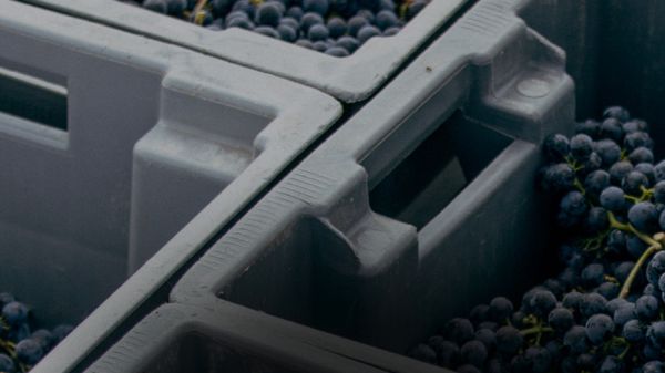 Plan rapproché sur des caisses remplies de raisin