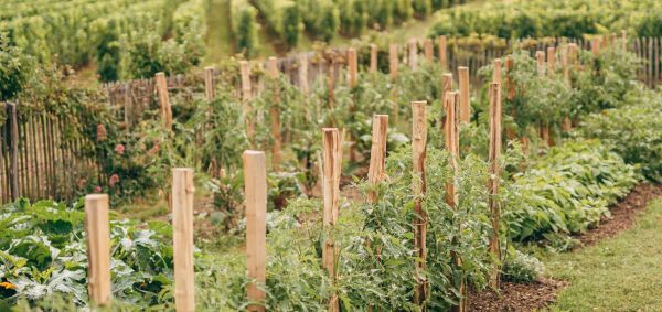 Le potager de Château Canon